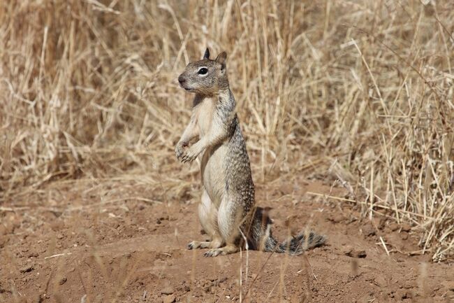 New guide helps organic growers manage burrowing rodents
